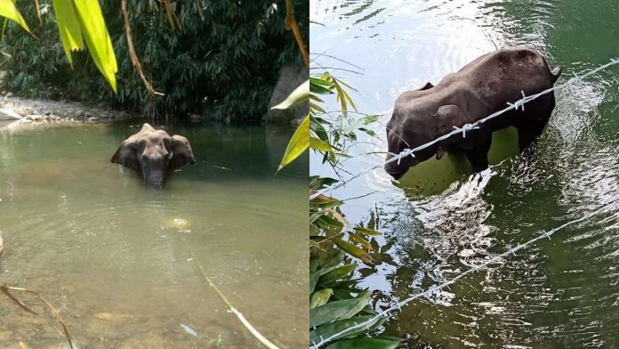 pregnant elephant death