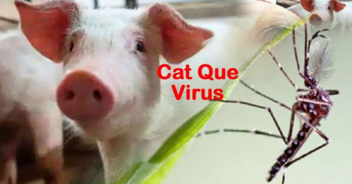 cat que virus