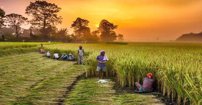 55% Rise In Suicides Of Farmers In Andhra Pradesh - Avaaz24