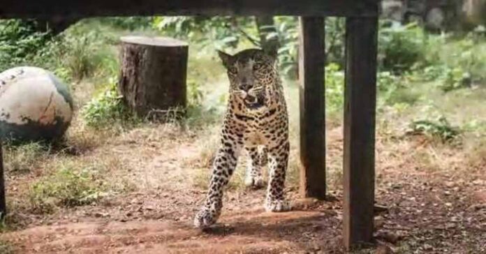 Leopard kills 11-year old