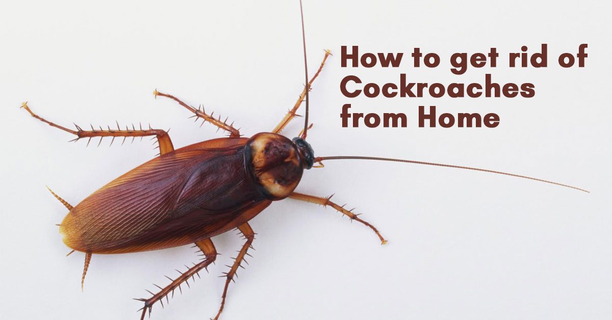 How to get rid of Cockroaches from Home - Avaaz24