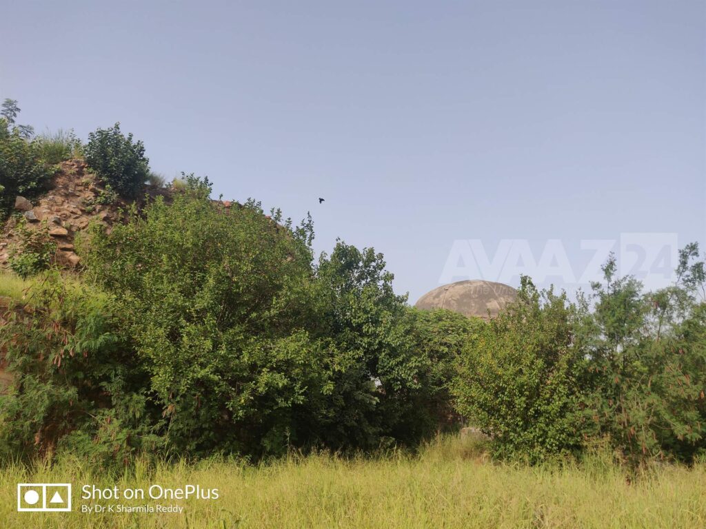 Foliage around the complex- surprisingly it is a protected monument of ASI