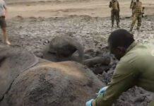 elephant-rescued-from-mud-pit