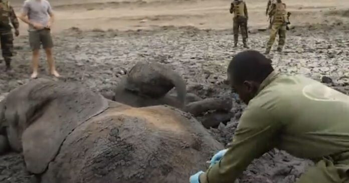 elephant-rescued-from-mud-pit