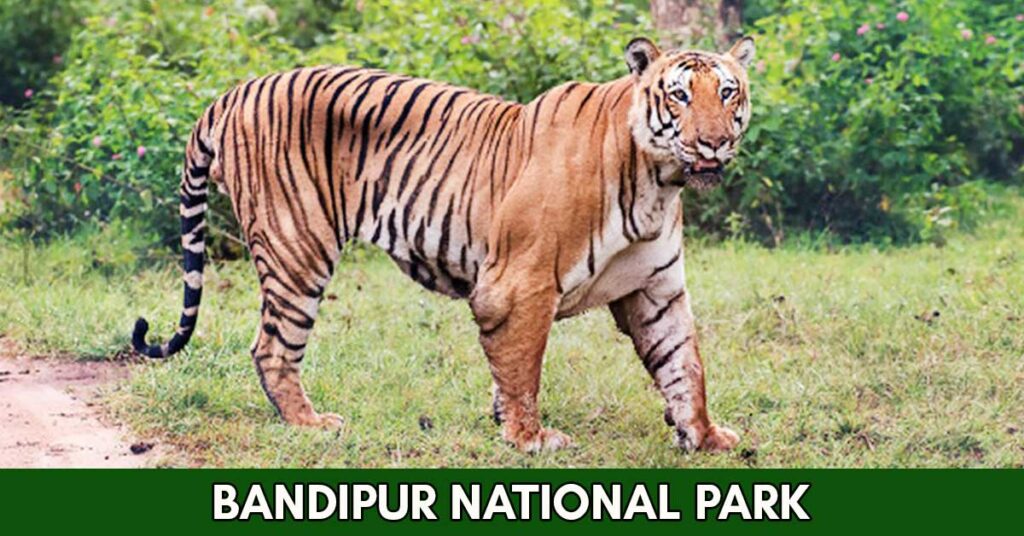 Bandipur National Park: History, Tiger Reserve and Safari