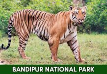 bandipur national park