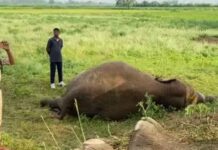 elephants-died-in-electrocution