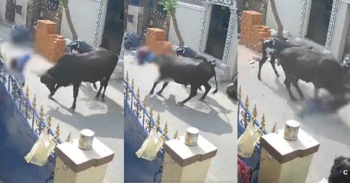 cow attacked schoolgirl