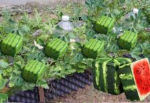 square watermelons in japan